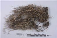 藏品(卷梢雪花衣)的圖片